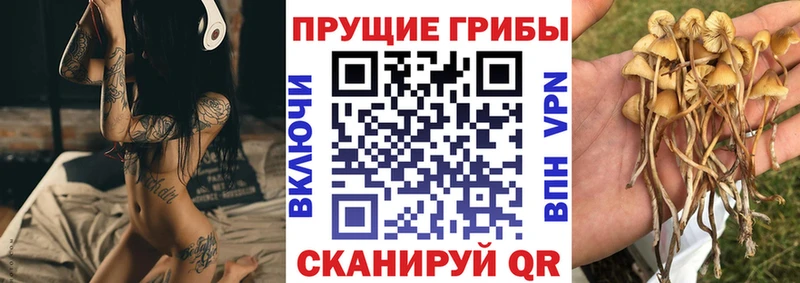 что такое   Губаха  Псилоцибиновые грибы Psilocybine cubensis 